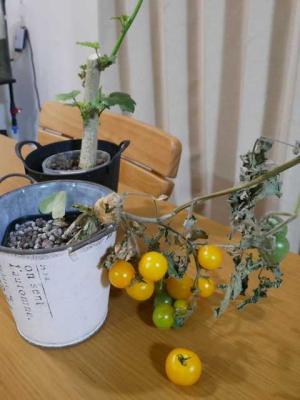 水耕栽培 ミニトマト べらんでぃずむ ベランダ菜園とか 楽天ブログ