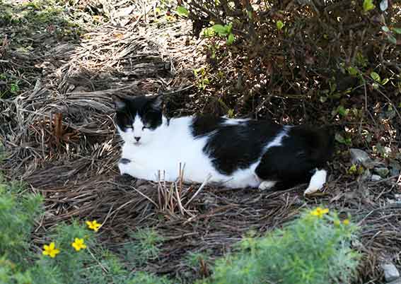 我が家のニャンコ♪2015/9/22-2