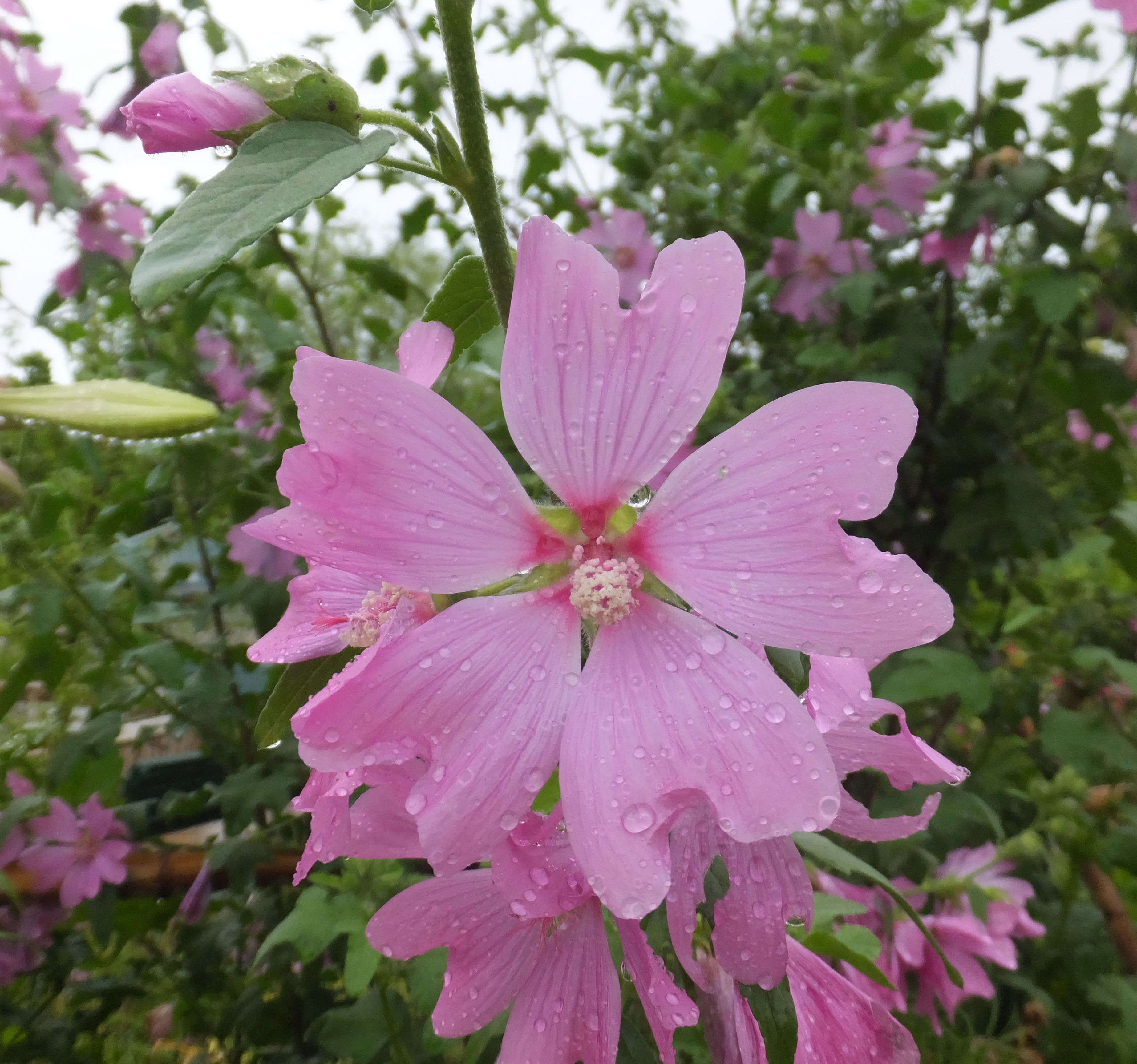 モネの庭の花たち ドラキュラママ４１４１のブログ 楽天ブログ