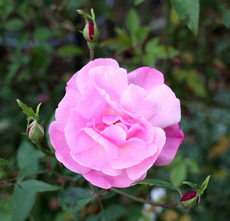 オールドブラッシュ バラと可愛い花たち 楽天ブログ