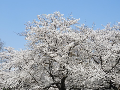 光が丘公園の桜