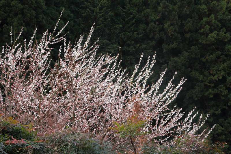 広橋梅林_006.jpg
