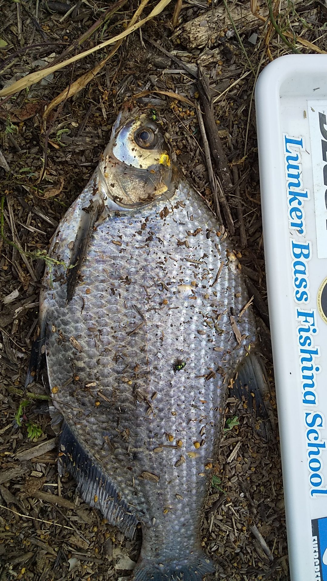 この魚は何 ｌｂｓ霞ヶ浦水系バス陸釣りガイド レクチャー 楽天ブログ