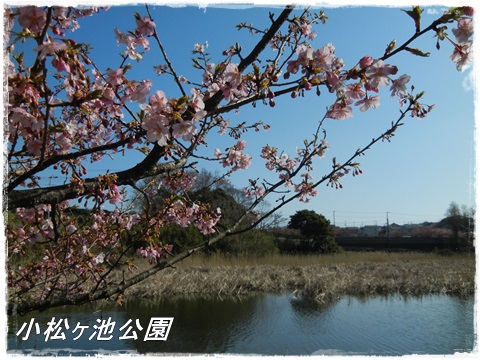 小松ヶ池公園