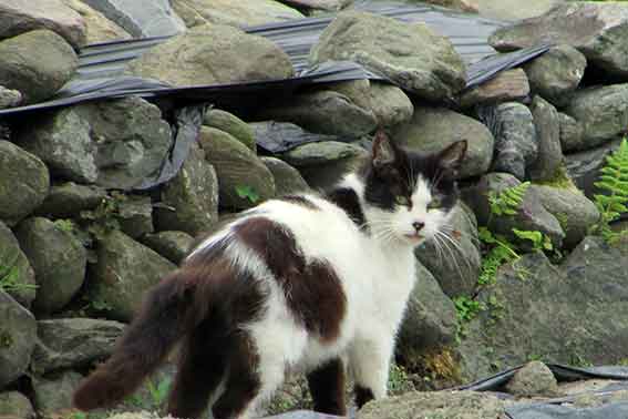 我が家のニャンコ♪2016/5/29-2