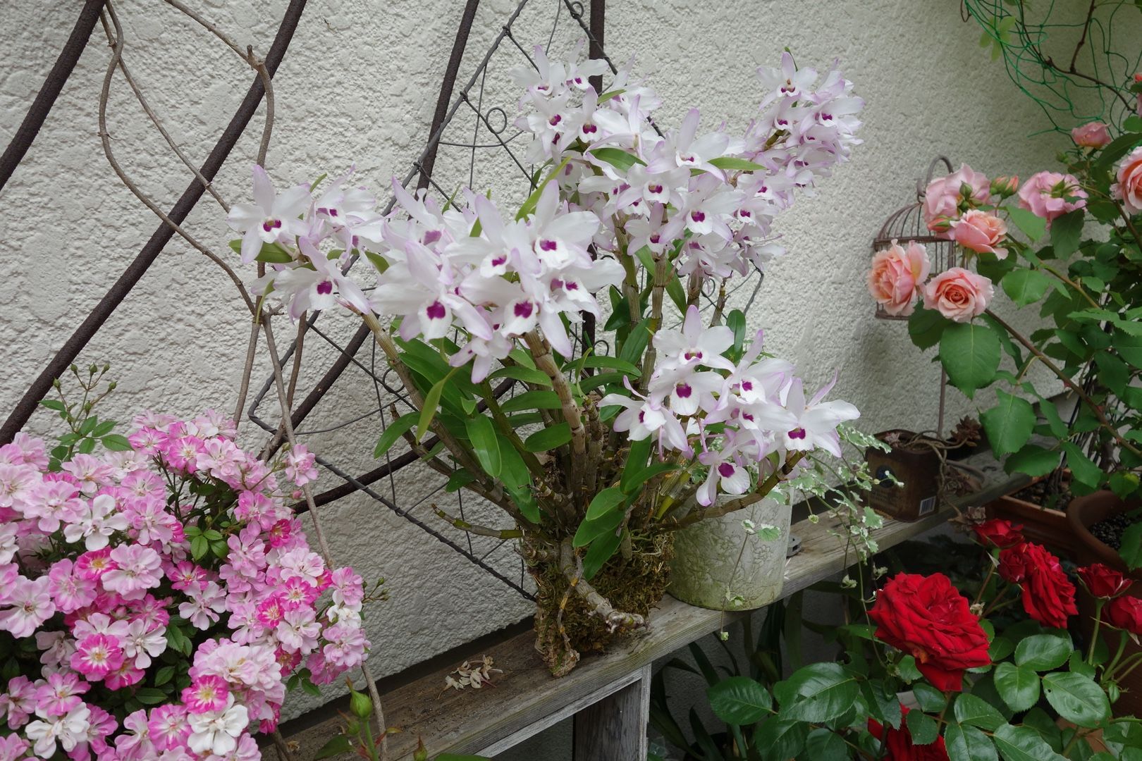 【着生ラン】　デンドロビウム　リンドレイ　斑入り　コルク着け デンドロビウムリンドレイ（流木着生）「蘭（流木付け