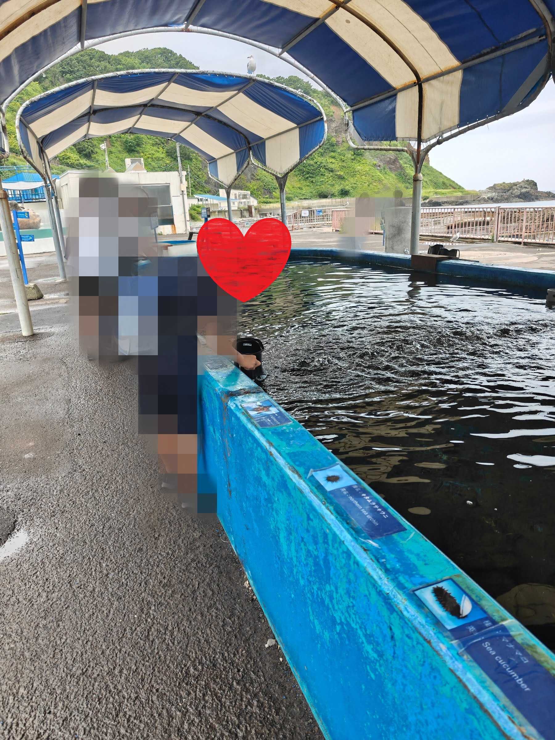おたる水族館　屋外展示　自分で観察エリア