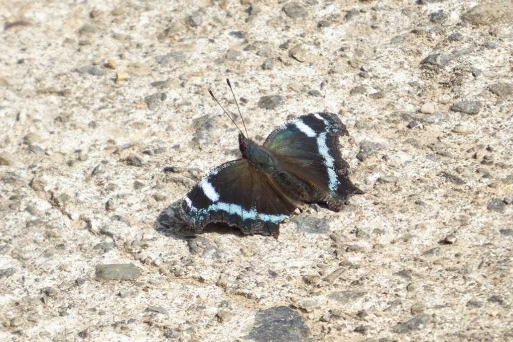 515