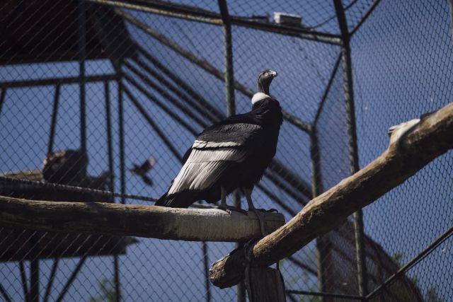 ハゲタカとハゲワシの違い 私設見逃してもいい動物園 楽天ブログ