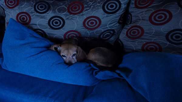 犬のマットレスと老犬食事管理 ー 牛肉と茄子の甘辛炒め 結婚26年アメリカ人夫婦の会話 晩ご飯日記 楽天ブログ