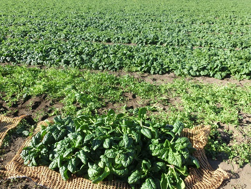 チヂミほうれん草畑