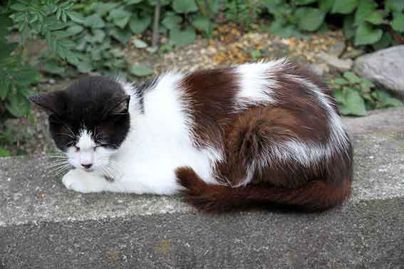 我が家のニャンコ♪2016/07/19-2