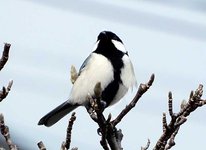 シジュウカラ17