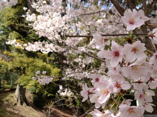 1桜4月4日500１.jpg