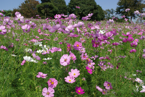 花の丘のコスモス