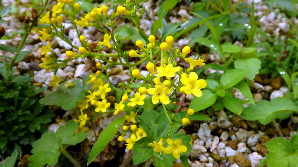 6月下旬の黄色い花 半田山植物園 楽天版じぶん更新日記 楽天ブログ