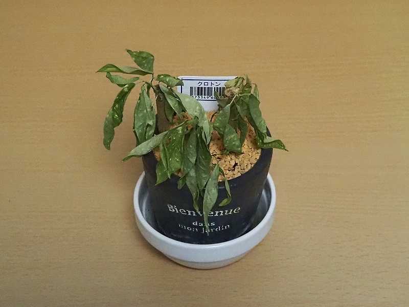 植物日記 第86週 S N J S Fine Days 楽天ブログ