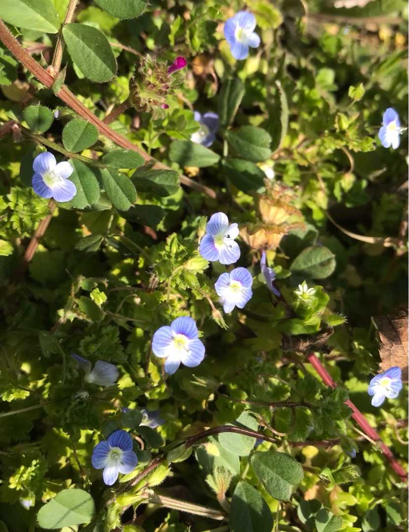 春の訪れ のん木ぶろぐ 楽天ブログ