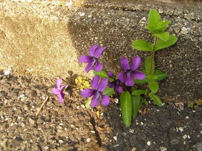 30_3_13fv0270 - コピー.jpg