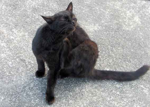 我が家のニャンコ♪2015/11/27-3