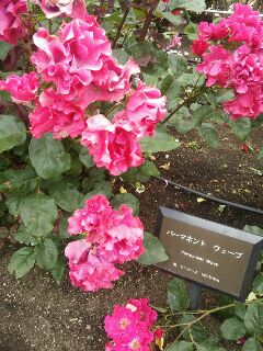 パーマネントウエーブ