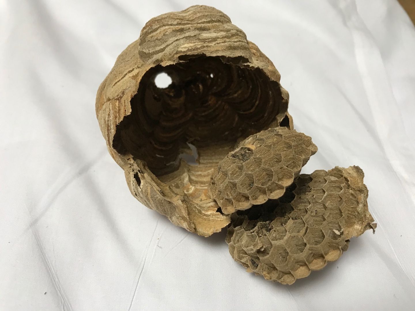 スズメバチの小さな巣 のん木ぶろぐ 楽天ブログ