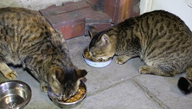 5DA_9538-28.jpg