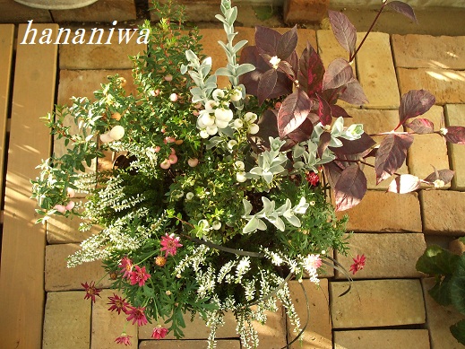 真珠の木の寄せ植え上から１２１０２４.JPG