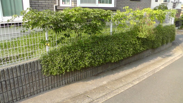 擁壁に垂れたイワダレソウを剪定