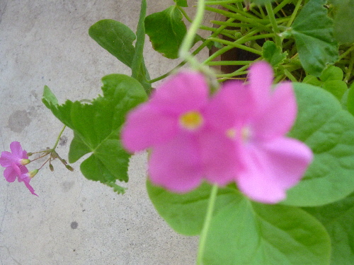 P1130002(1).JPG