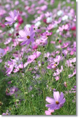 犀川コスモスロード-7 13.9.28