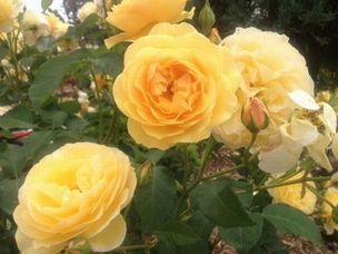 rose02