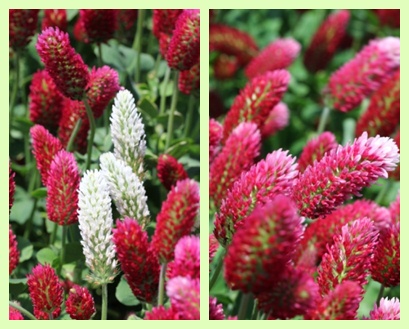 能美市石子町-9 クリムソンクローバー-3 13.5.18