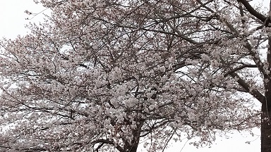 土手の桜.JPG