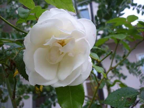 P1190431.JPG