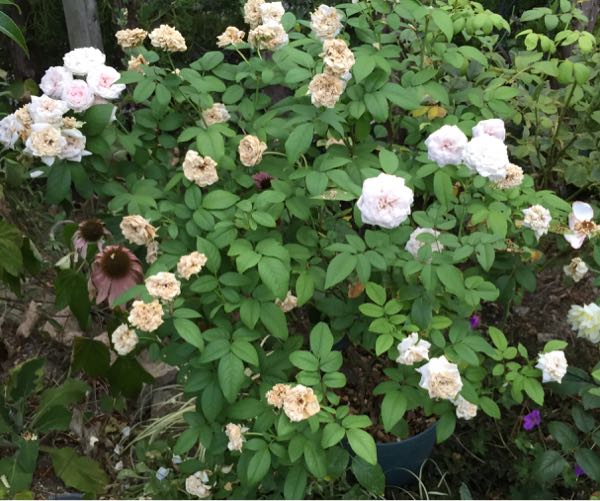 rblog-20160811141043-01.jpg