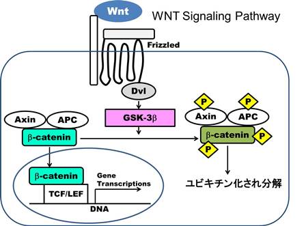 WNT_signaling_pathway