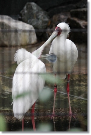 東京旅行-109 アフリカヘラサギ 13.10.5