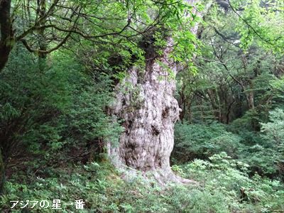 20160601 縄文杉13