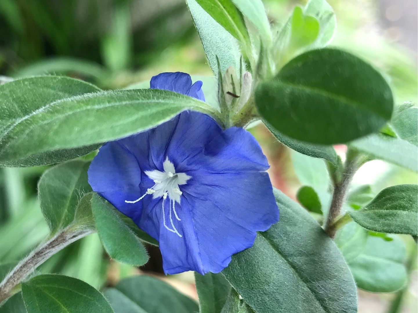 うちの花の撮影 ポーチュラカのハンギングなど Music Land 私の庭の花たち 楽天ブログ うちの花の撮影 ポーチュラカのハンギングなど Music Land 私の庭の花たち 楽天ブログ