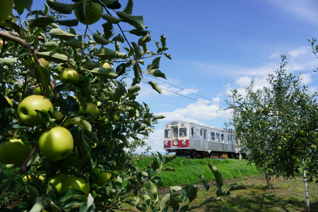 青いリンゴ赤いリンゴ弘南鉄道