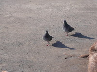 P1010684