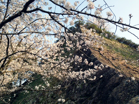 城山桜S