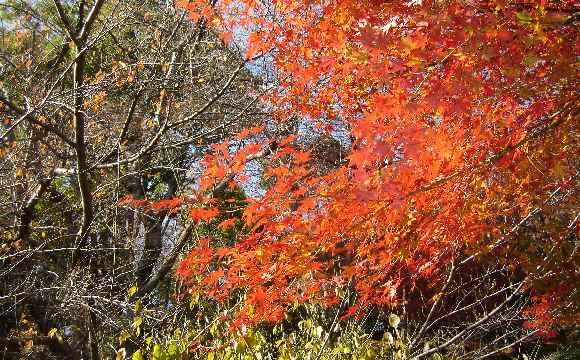公園の秋５.JPG