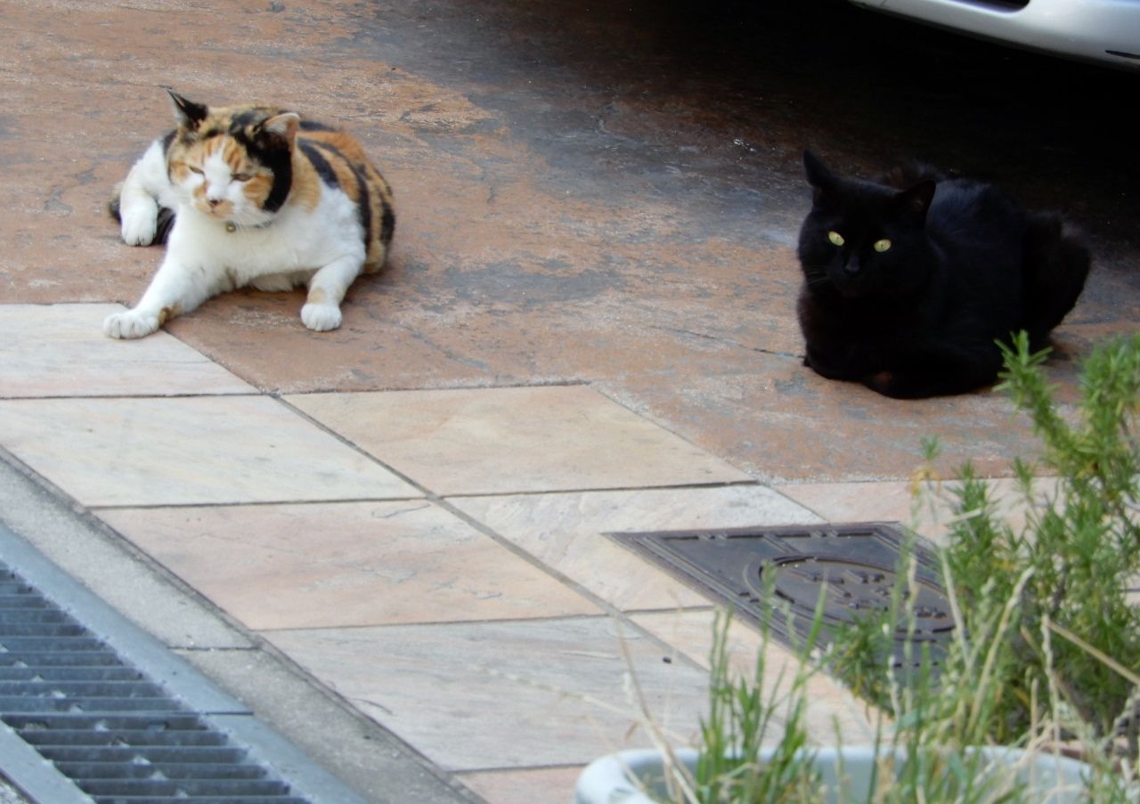 猫が集会してる の巻 人さまのネコ 楽天ブログ