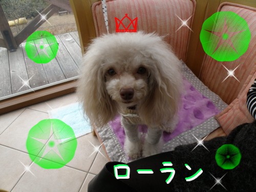 ﾛｰﾗﾝ.JPG