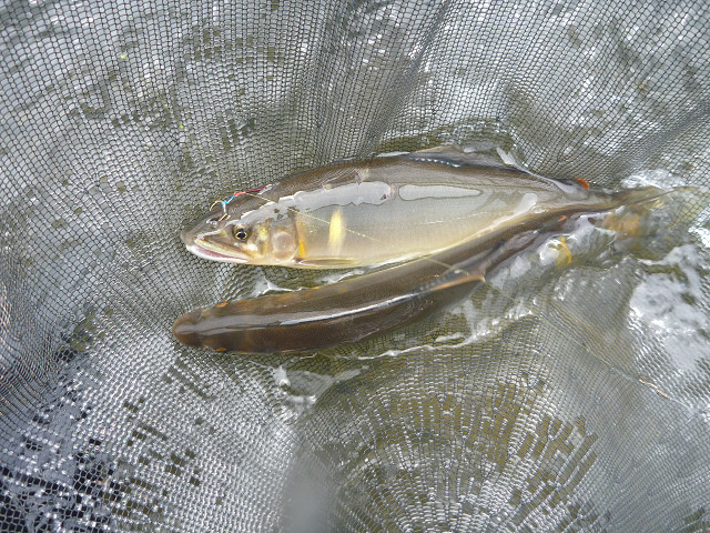 resize0048.jpg