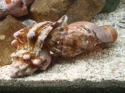 南紀2012年8月下旬14　すさみ海立エビとカニの水族館　オニヤドカリ属（Aniculus）の種