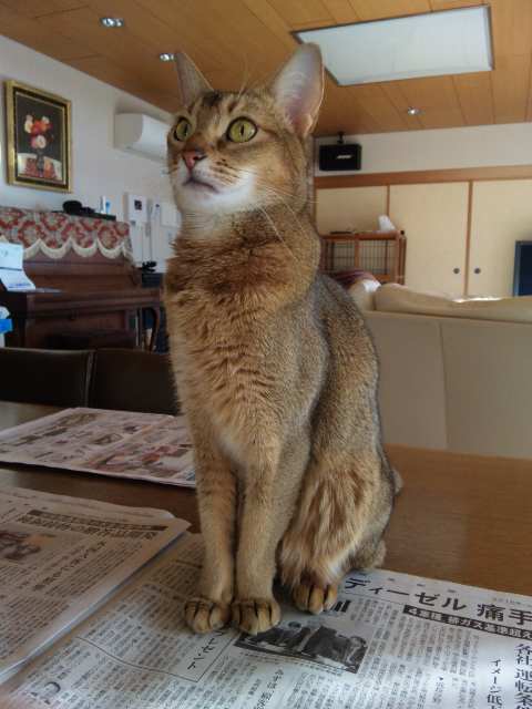 本日のロマ－１