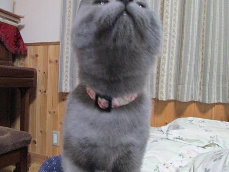 くびわをとってみた.JPG